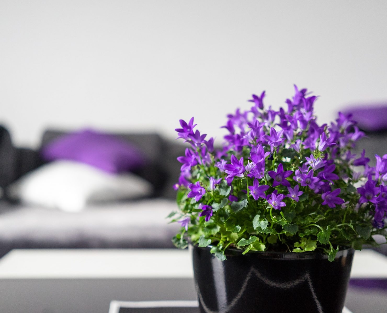 Home staging, czyli jak podnieść wartość mieszkania?
